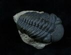 Very Bumpy & Detailed Phacops Trilobite #3907-3